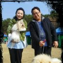 백 차우차우를 찾아요 이미지