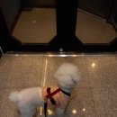 잘다녀오시개 이미지