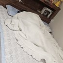 상쾌한아침 | 멜라토닌 무첨가로 맞이하는 상쾌한 아침 안도랩 나이트캄 허브 스틱 후기