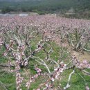 복사꽃공원 이미지