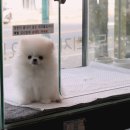 봉산동 강아지 이미지