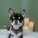 멍블리 펫살롱 이미지