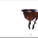 서오지리연꽃마을 이미지