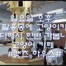 카페 캣츠 이미지