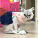 루이동물미용 이미지