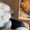 [인천/강화도] 계획 없는 P 가족들이 다녀온 1박 2일 애견 동반 인천, 강화도 여행