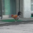 꼴통삼겹살쭈꾸미 | 월간호랭 3호