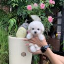 나눔펫 책임분양소 강아지분양 일산점 이미지