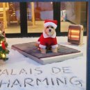 챠밍애견 이미지