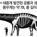 아르헨티나에서 지구에서 가장 큰 공룡 화석 발견 이미지