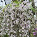 Dendrobium aphyllum (두진석곡) 이미지