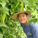 대촌농장 Daum카페