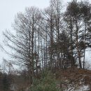 두릉1리마을회관 | 평창 백덕산 겨울 눈 산행