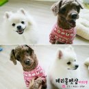 몽이뭉치애견샵 이미지