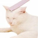 힐링그루밍 이미지