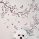 마이리틀멍 이미지