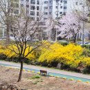 인공폭포 | 2026 홍제천 벚꽃 지금 가도 될까?(홍제천 벚꽃 실시간 후기+홍제천 인공폭포정보)