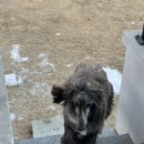 귀래630펜션 | 여주 귀래630 펜션 다녀왔어요 강아지들과 겨울 힐링 여행