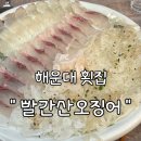 빨간바다 | 해운대바다 오징어횟집, 가격대비 아쉬웠던 ‘빨간산오징어’