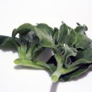 엄마 농장 이미지