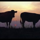 노을목장 이미지