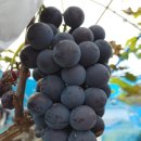 내곡동427 이미지