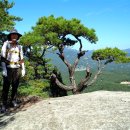 바위와소나무 이미지