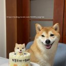 멍멍미식회 이미지