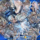 킹스타 Daum카페