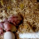 스몰펫하우스 이미지