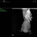 하안동물병원 이미지