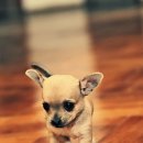 이쁜강아지 이미지