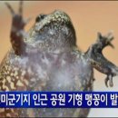 맹꽁이