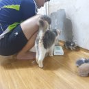 냥아치냥 이미지