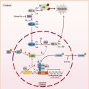 ﻿Copper promotion of myocardial regeneration(심근 재생의 구리 촉진) 이미지