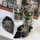 린다플랜트 | 안동 여행 | 안동데이트 이색 체험을 할 수 있는 테라리움 공방 린다플랜트