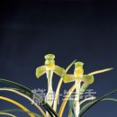 소월(素月) 이미지