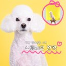 사진관.좋다 | 부천 사진관 추천 스튜디오 찬칵｜반려동물 증멍사진 촬영 후기