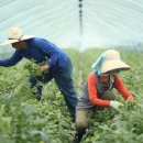 장포농장 이미지