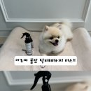 도그아로마 | [강아지 미스트 추천] 털 윤기 살리는 도그스킨 아로마퐁당 닥터테라피 미스트 솔직 후기