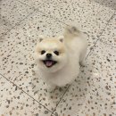 팔거천동로 | 대구애견미용::대구 북구 칠곡 강아지미용 대구칠곡애견미용 플러피유 포메미용