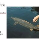 186 대서양철갑상어 Sturgeon, Atlantic 이미지