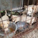 최은희 농장 이미지