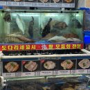 주문진수산시장 | 단새우 서비스 받을 수 있는 노량진수산시장 주문진 모둠회 후기