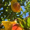 황진농장 이미지