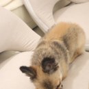 우피네 | [제품리뷰]우리집 댕댕이 최애템! 개도루팡 수제간식 한우우피 치킨말이 리뷰 후기,가격,정보