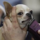 Show Dog 이미지
