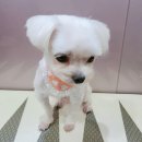 이쁘개 아름답개 이미지