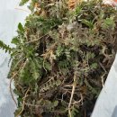 비지1리 이미지