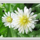 하얀민들레 이미지